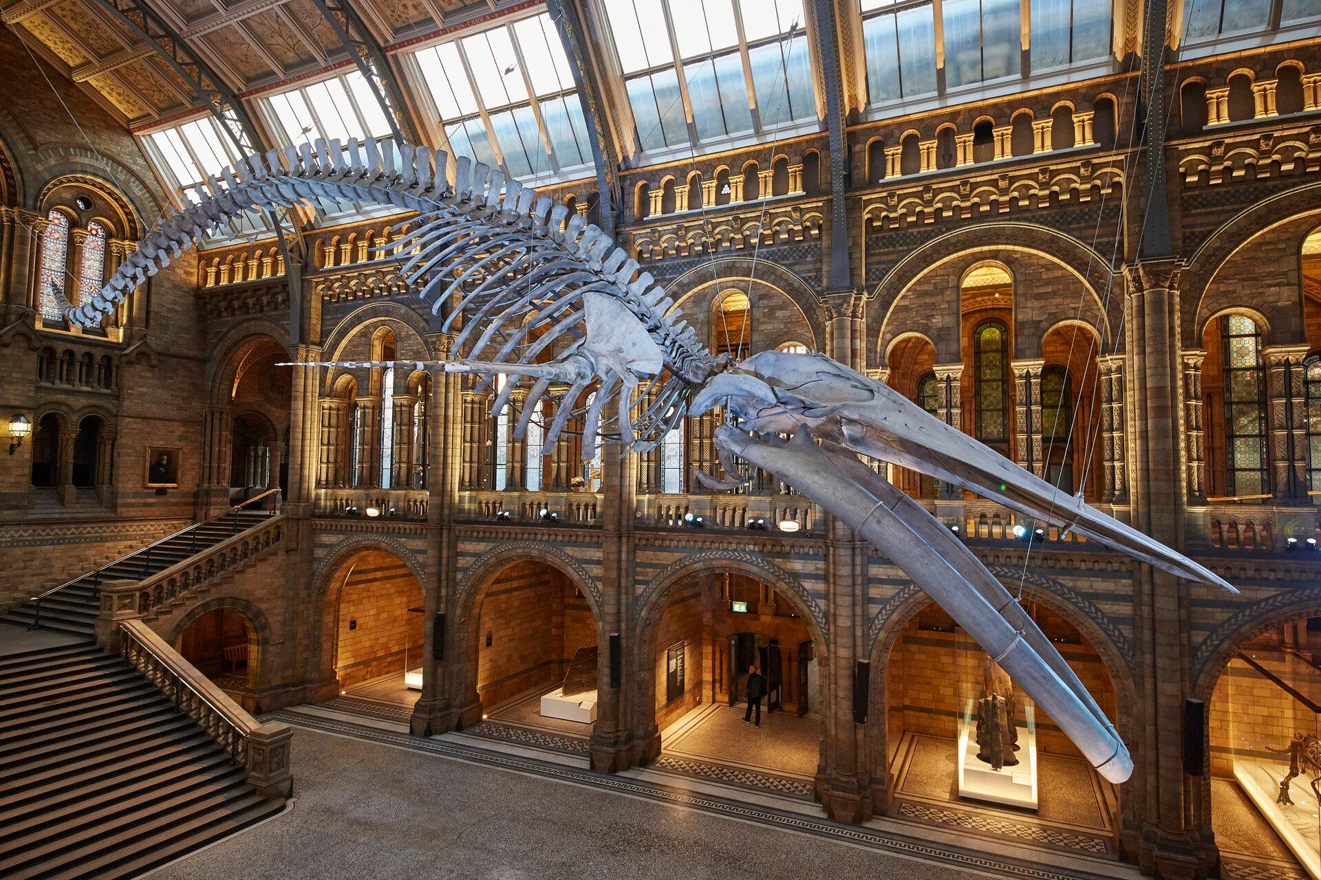 Natural History Museum, London