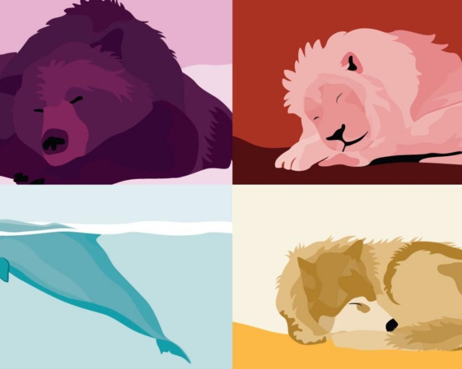 The 4 Common Sleep Chronotypes