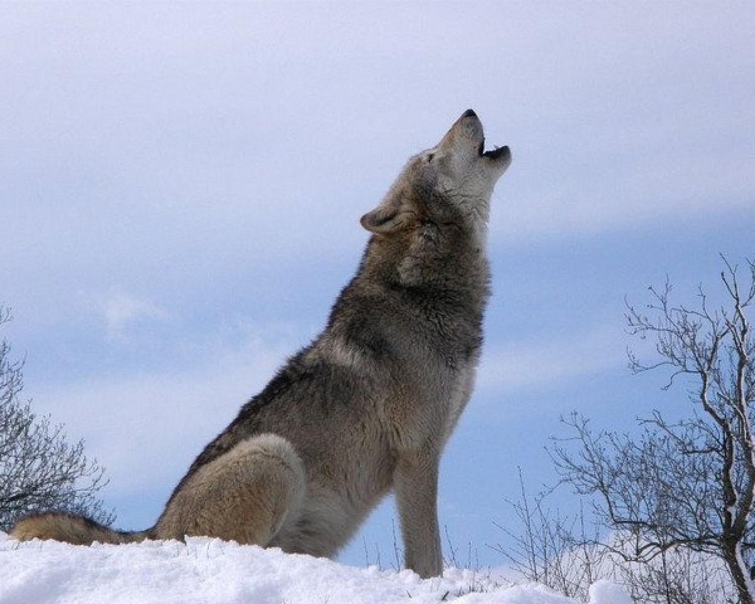The Wolf Chronotype