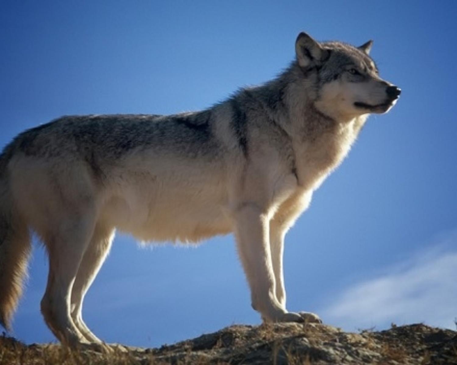 Wolves: Suggested Schedule
