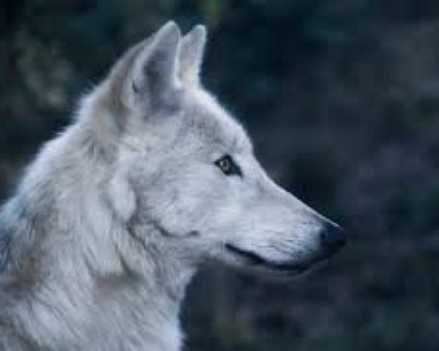 Wolves: When to have sex