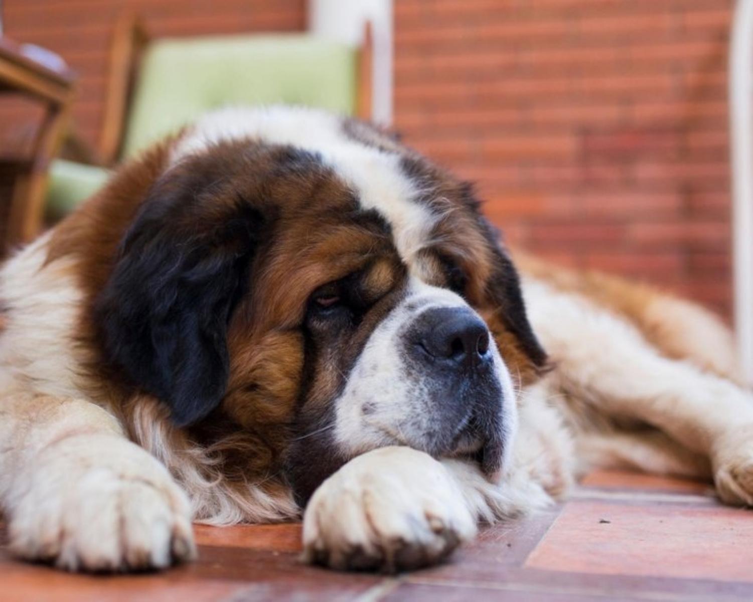 1. Saint Bernard
