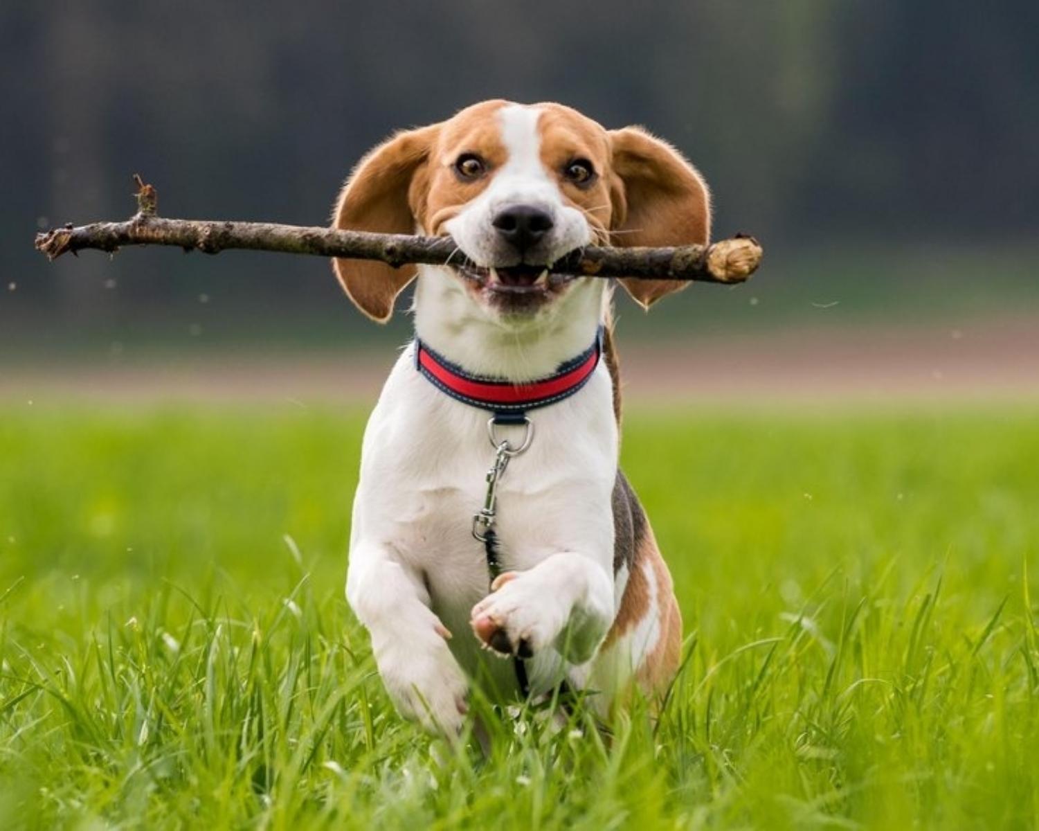 2. Beagle