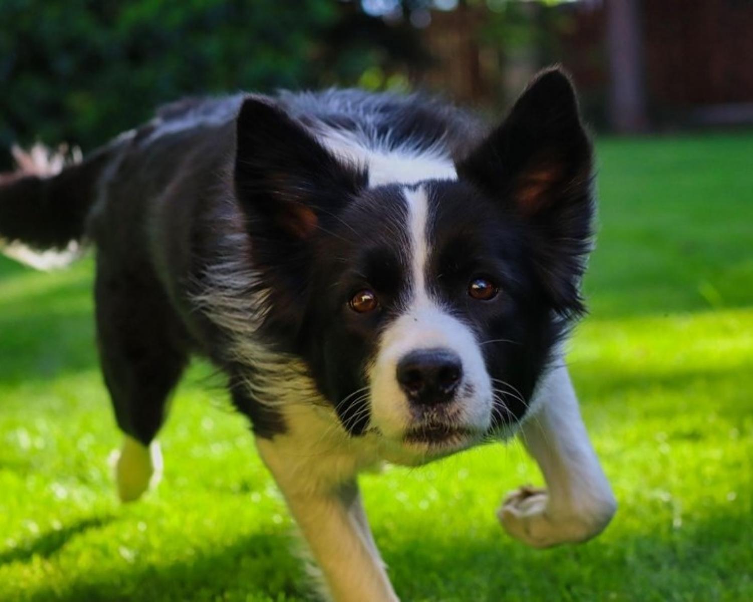 3. Border Collie