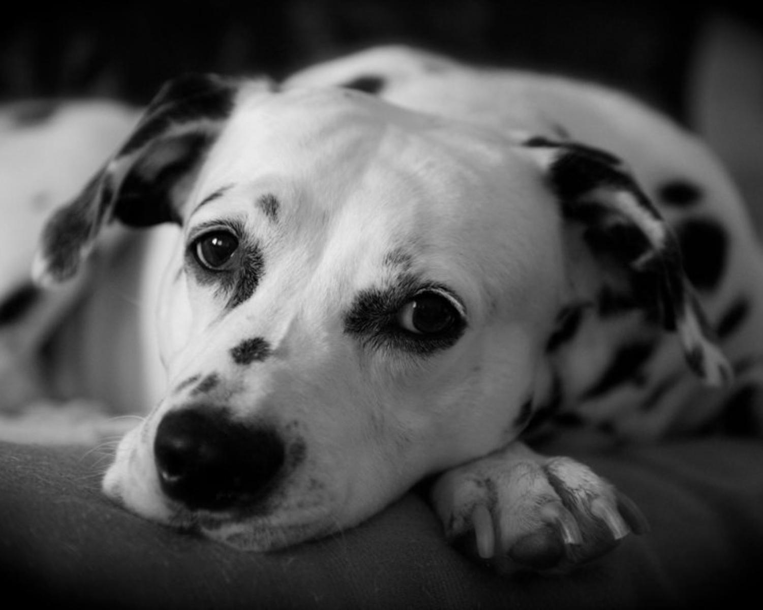 4. Dalmation