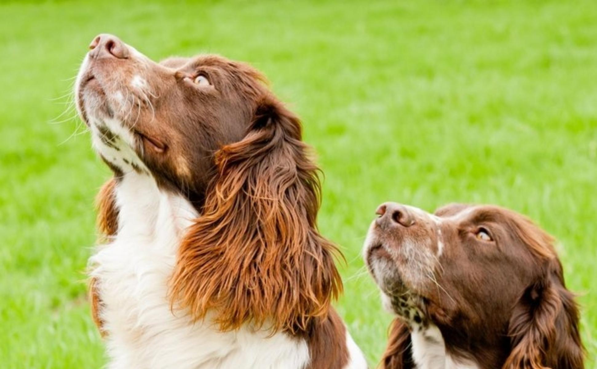 5. Springer Spaniel