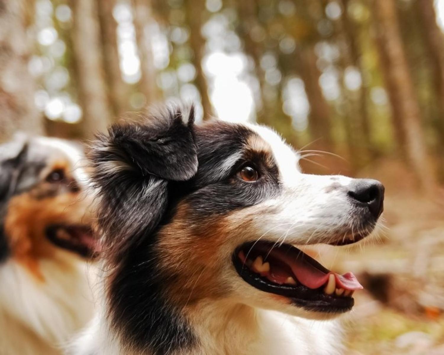 6. Australian Shepherd