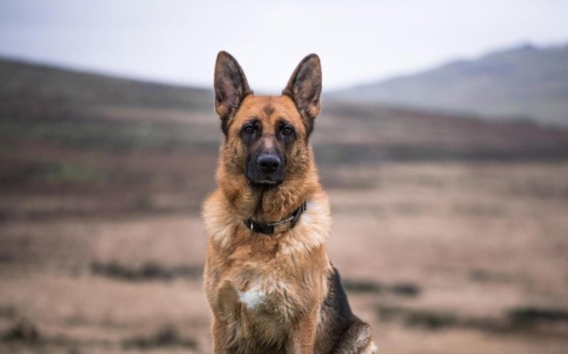 7. German Shepherd