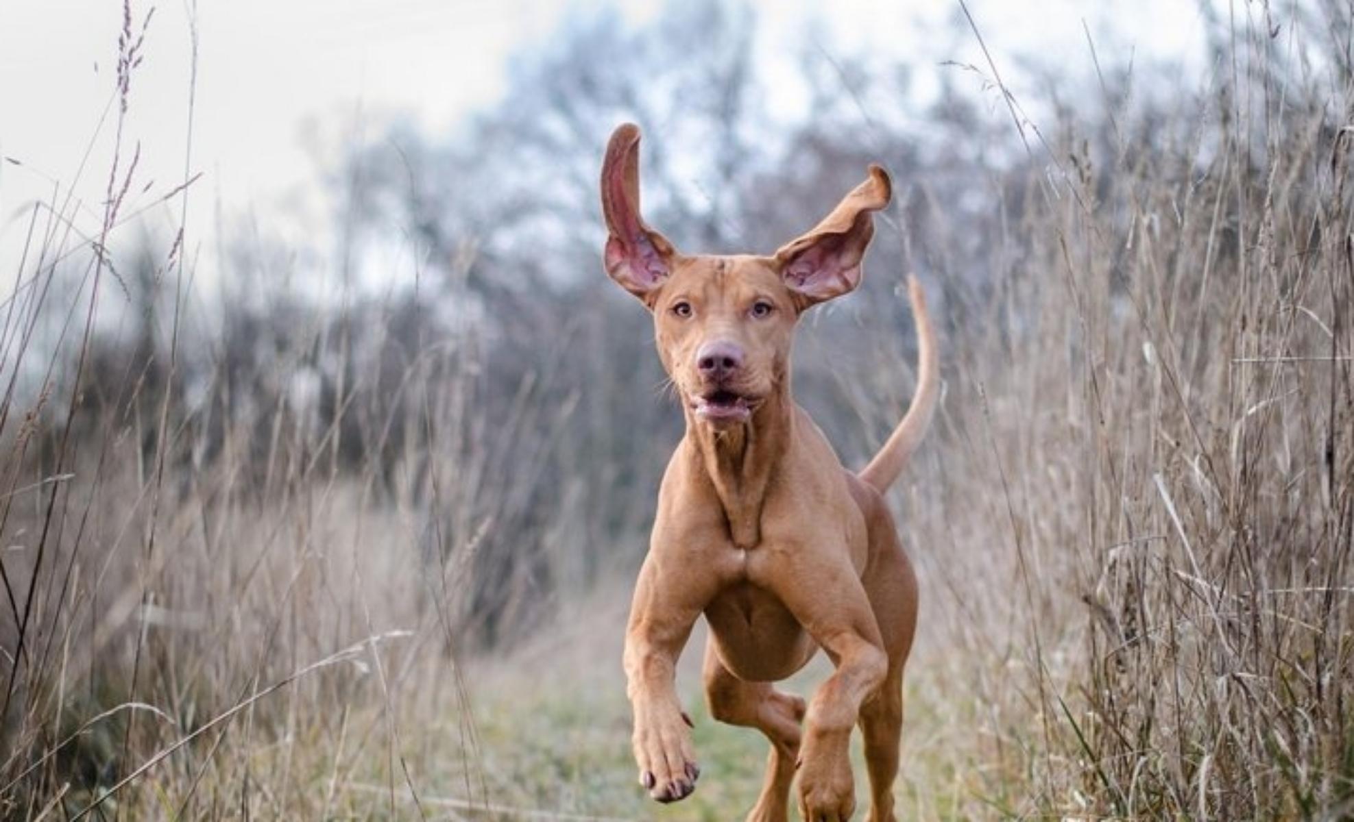 8. Vizsla