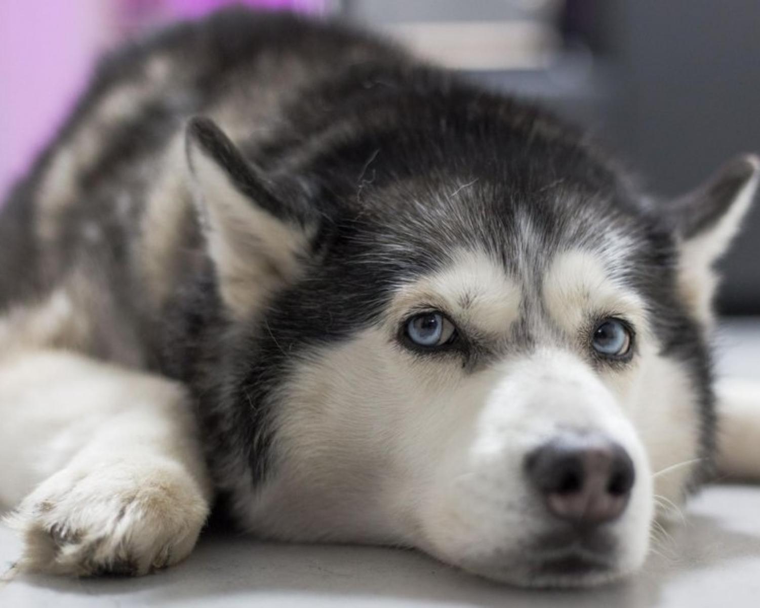 9. Siberian Husky