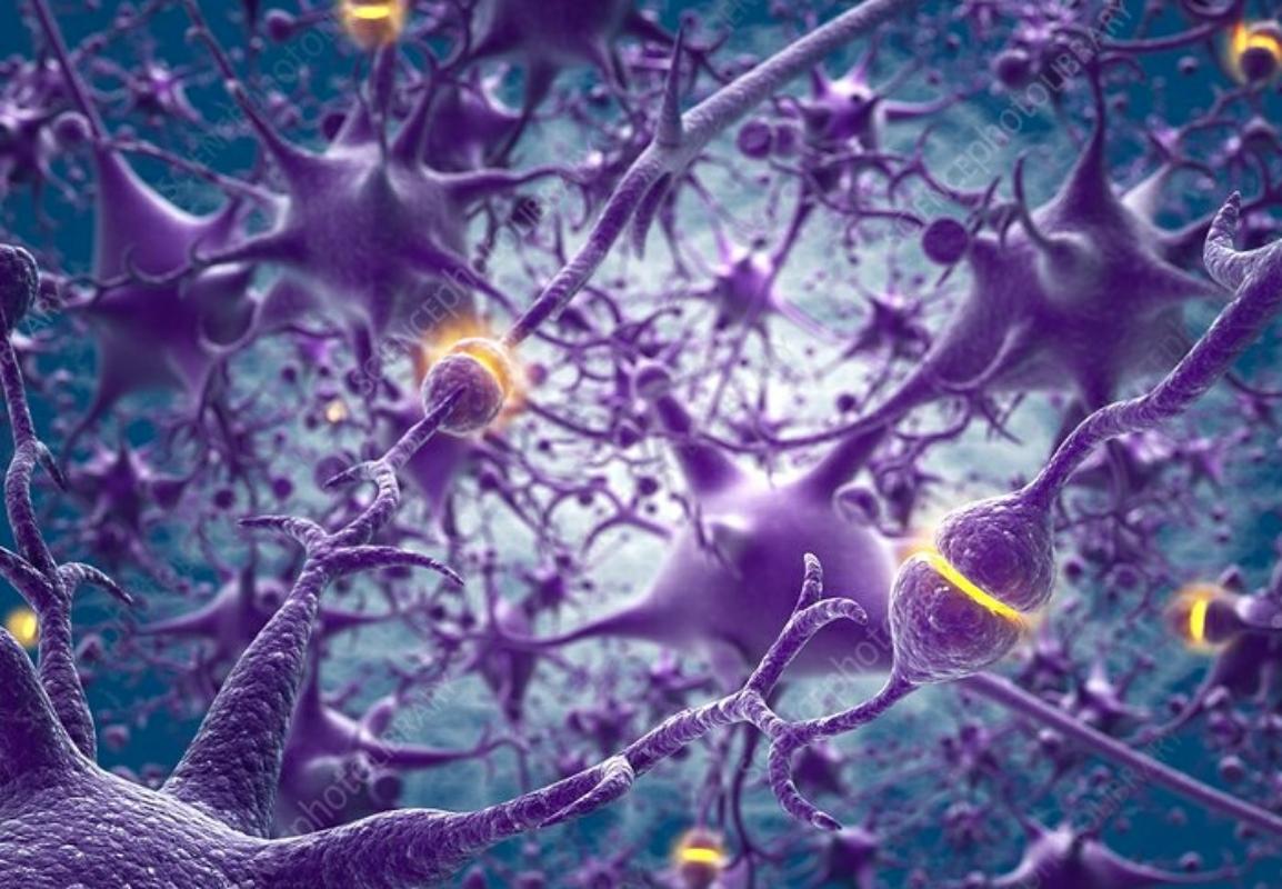 Neuroplasticity 