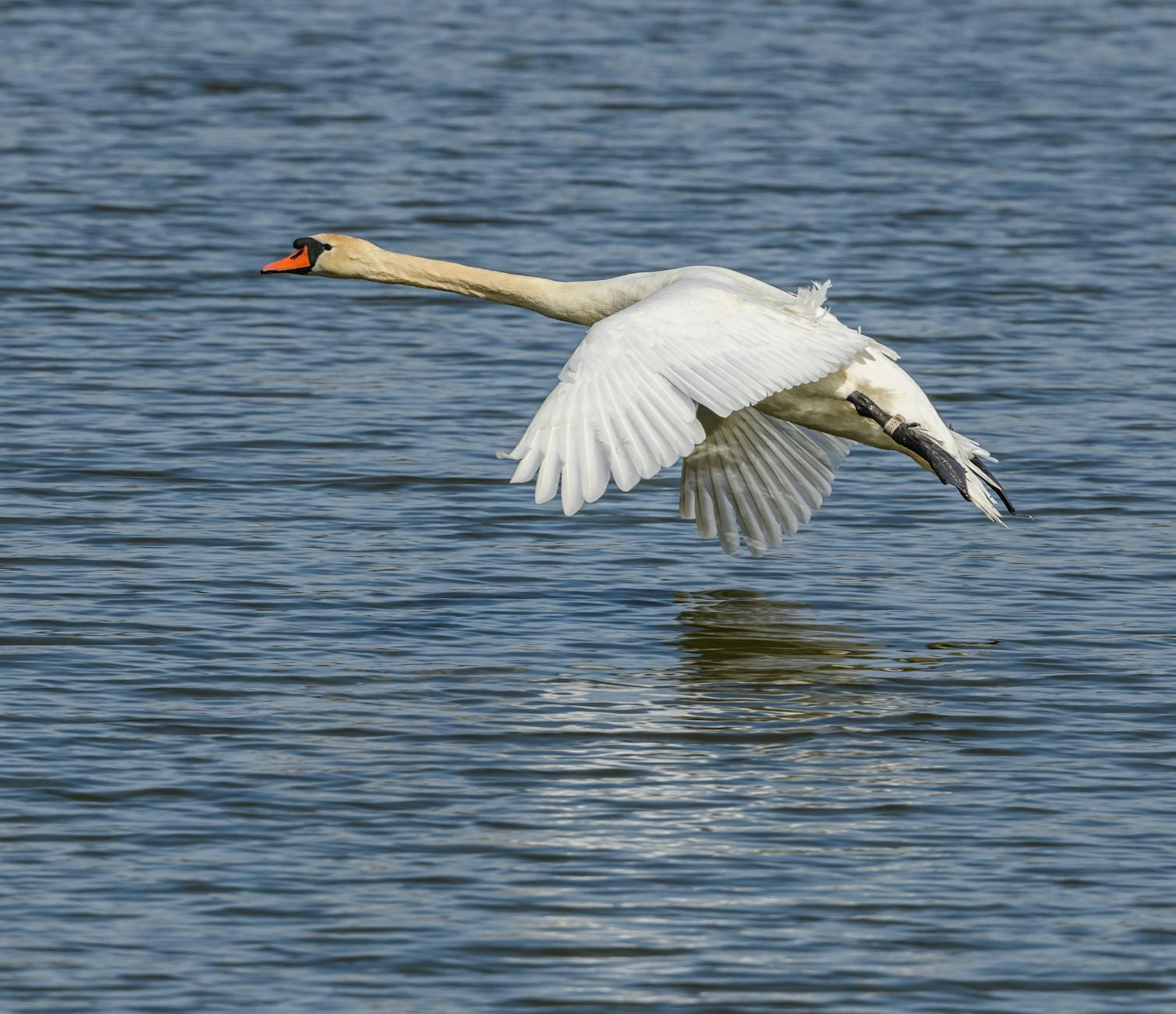 The Pond And A Big Lie