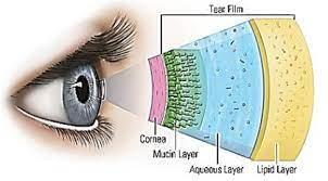 The Different Layers Of A Tear Drop