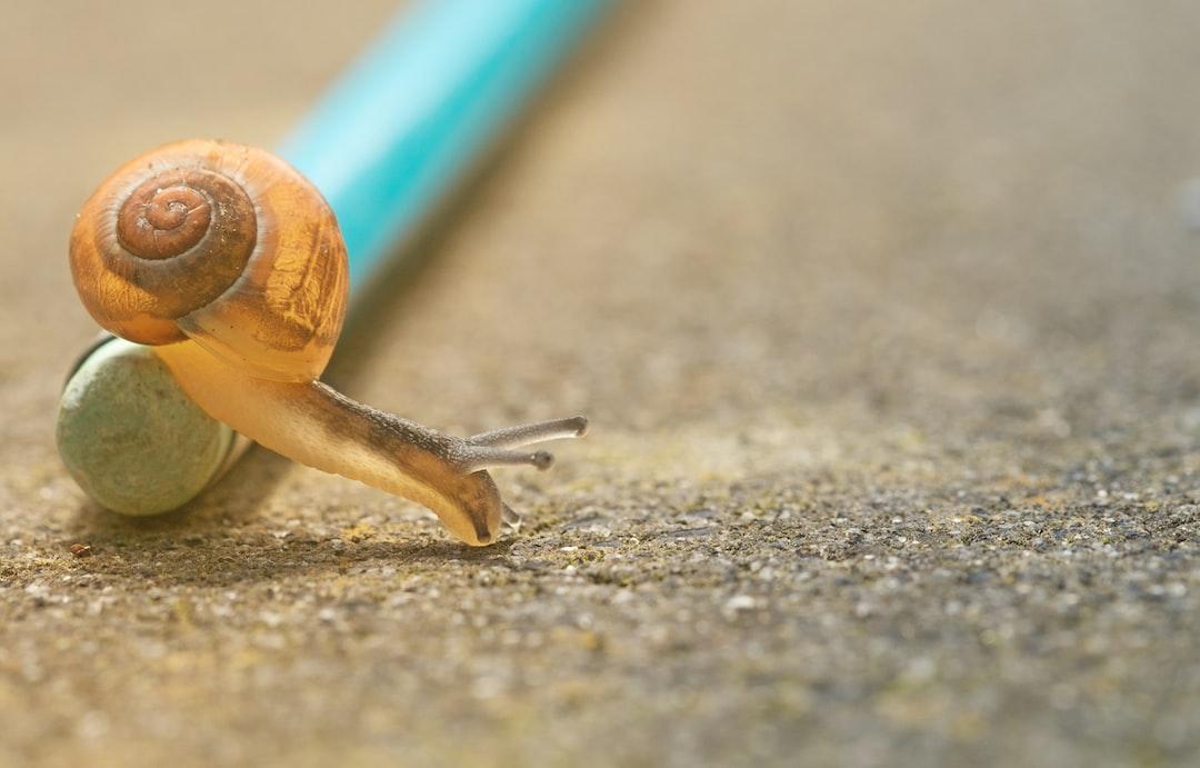 🐌 The refusal to rush.