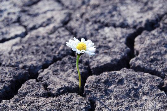 Adaptability and Resilience