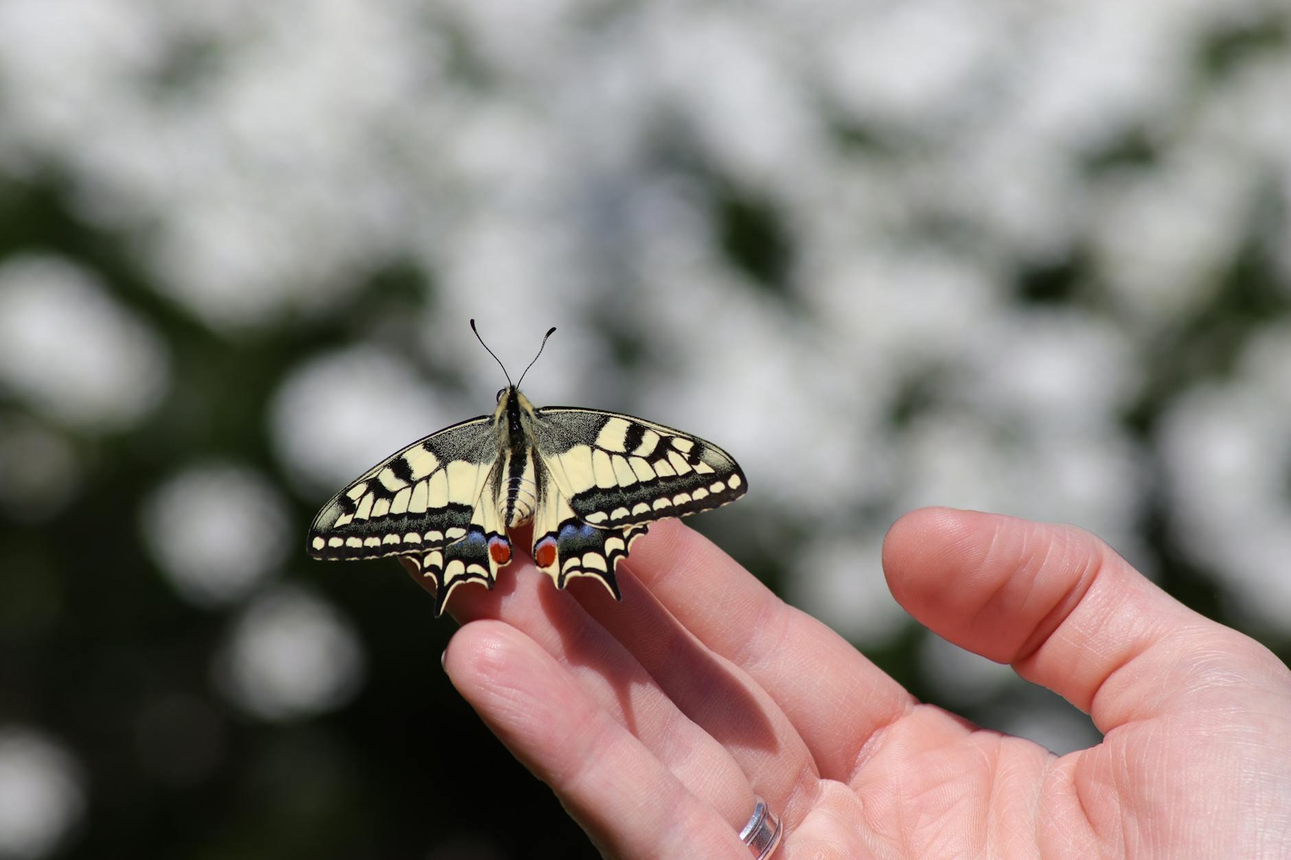 Zhuangzi And The Butterfly