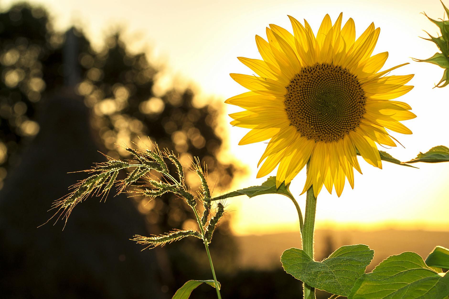 <p>I am grateful for this new ...