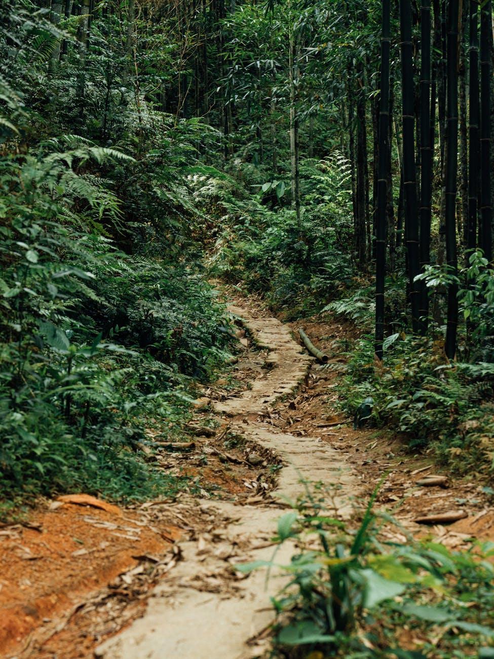 The Path to Enlightenment