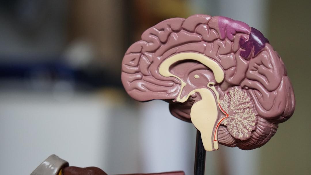 The Evolutionary Significance of Brain Growth