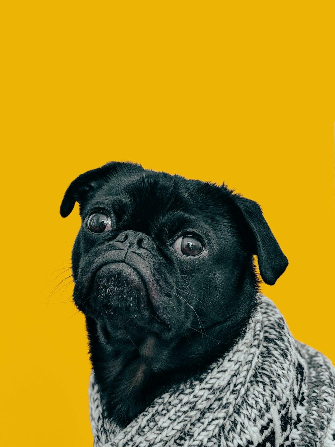 The Depth of Canine Love