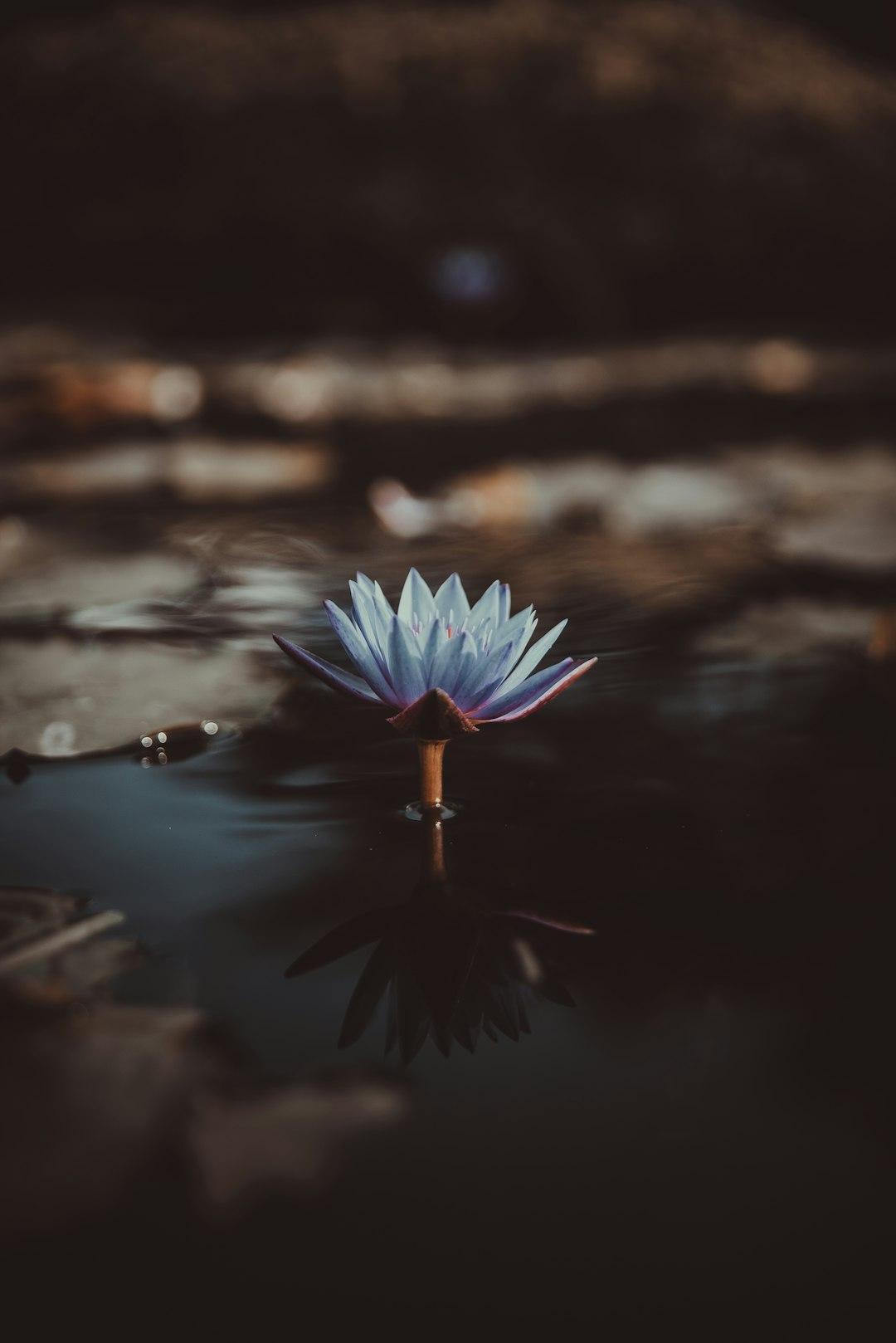 PEMA CHÖDRÖN 