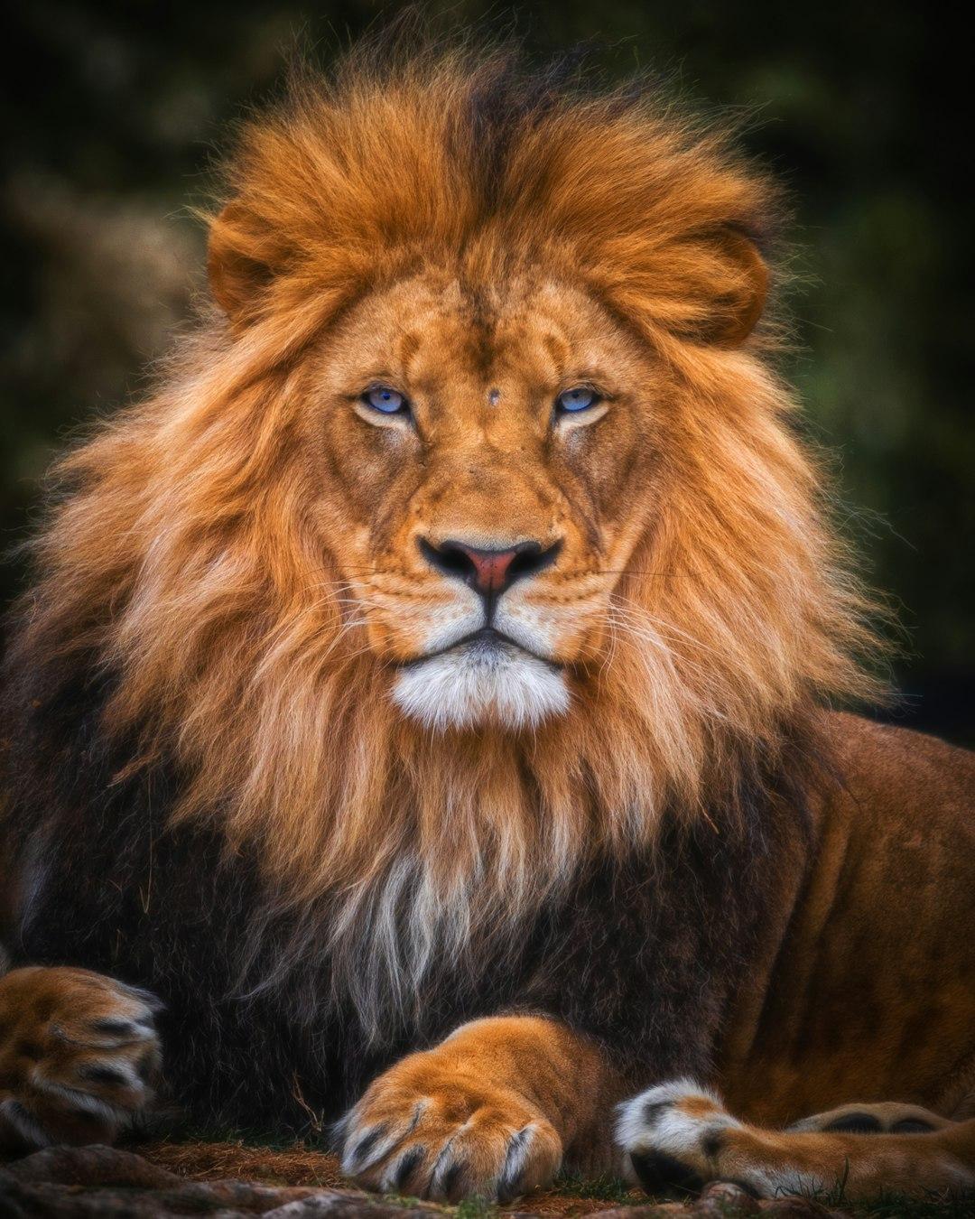 Resilience and Dominance in Spirit