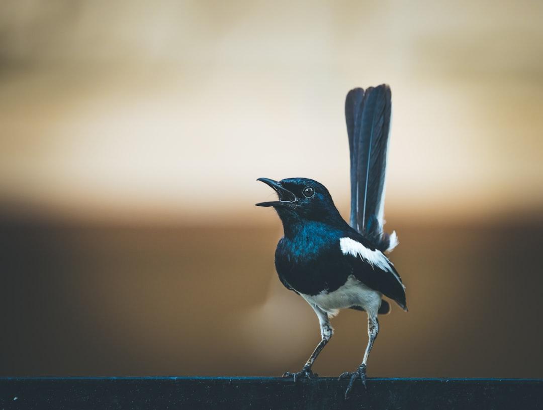 3. Encounter with the Magpie: