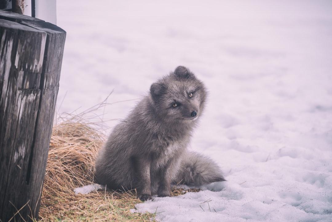 4. The Wolf Cub's Confusion: