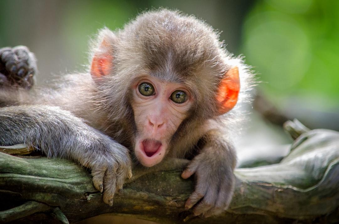 5. The Monkey's Anxiety: