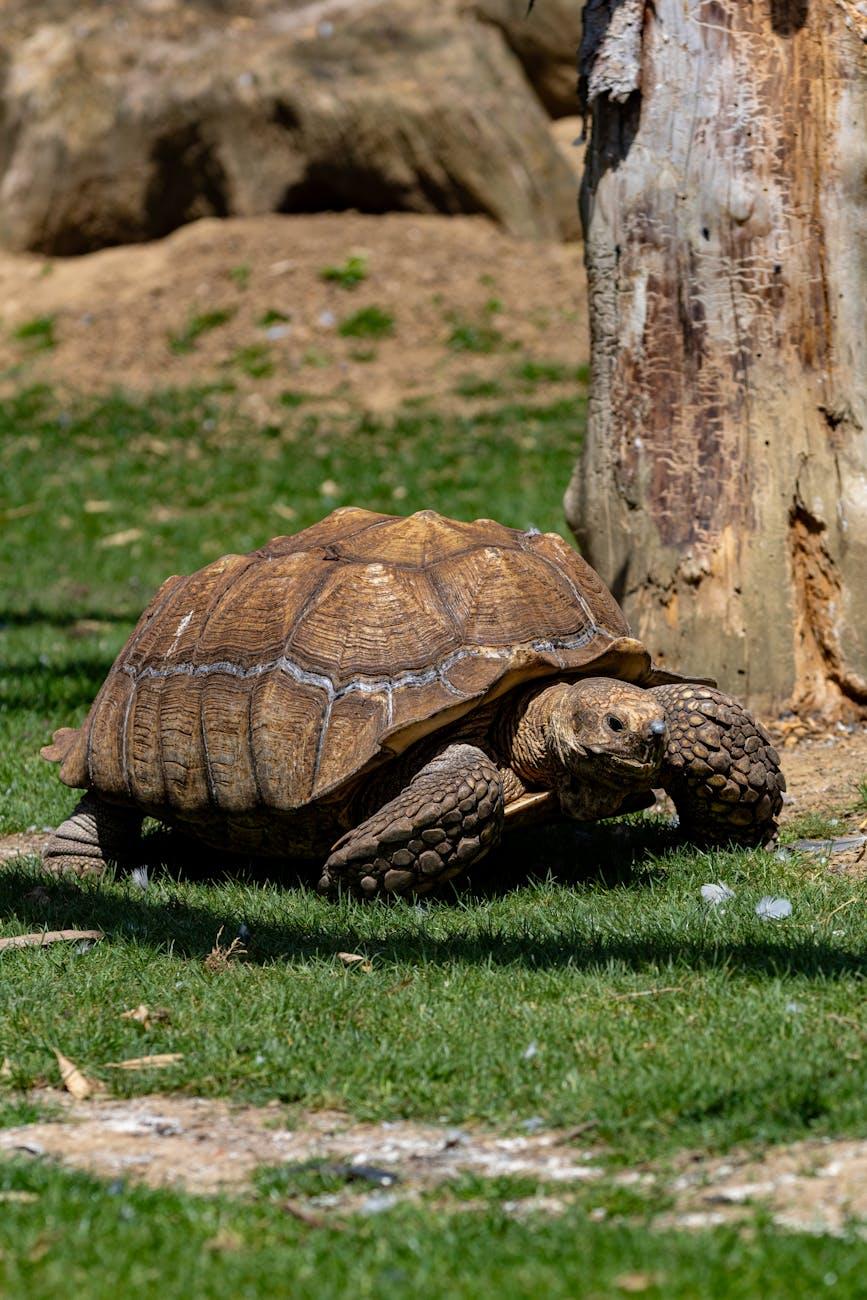 6. The Tortoise's Weariness: