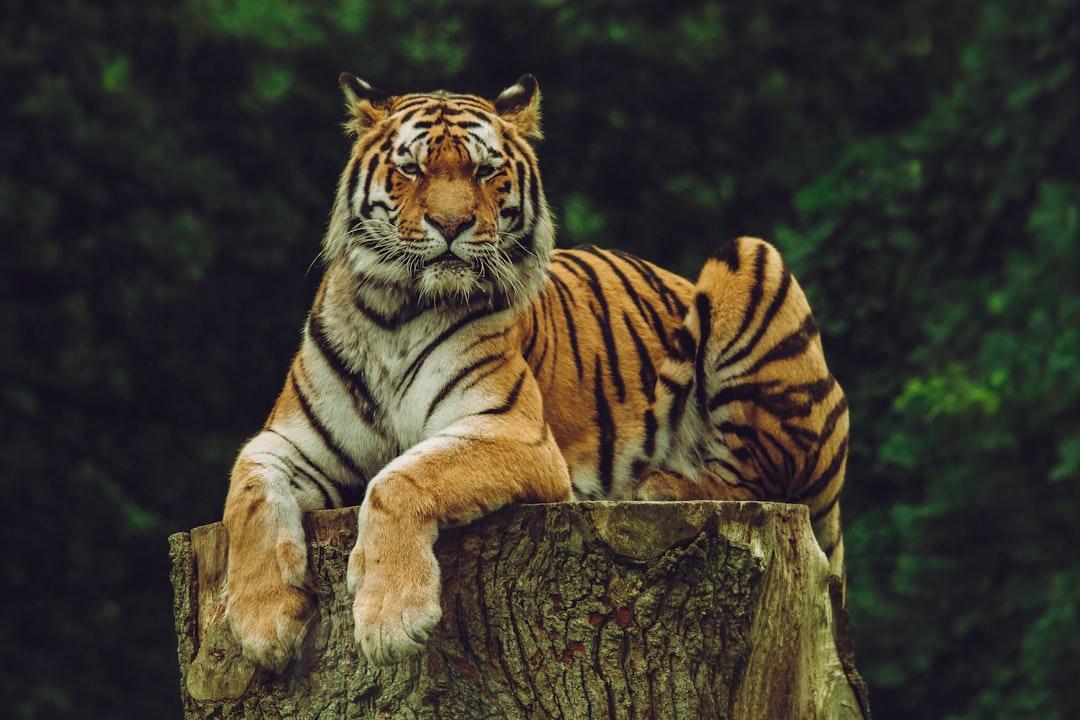 7. The Tiger's Anger: