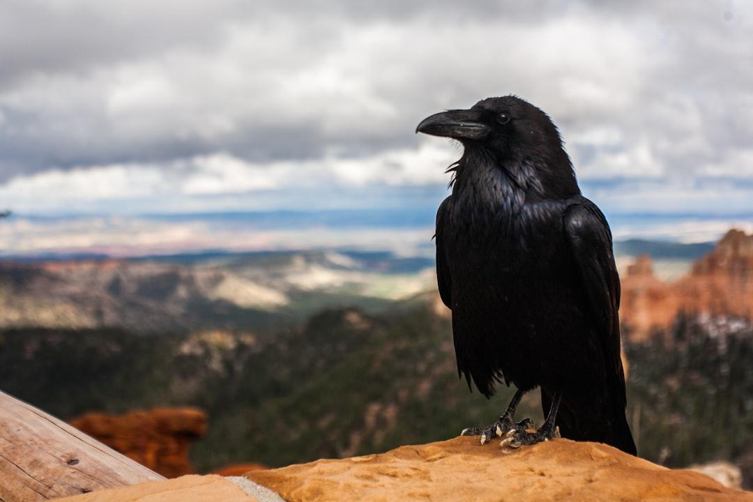 8. The Covetous Crow: