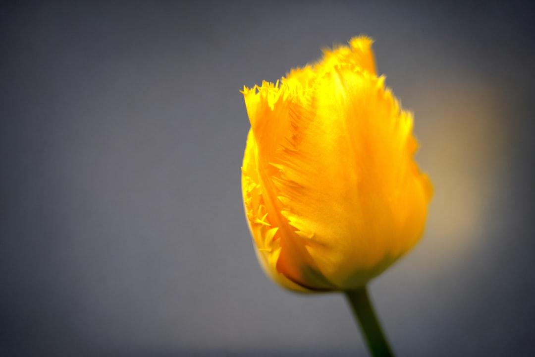 Embracing Adaptive Capacity
