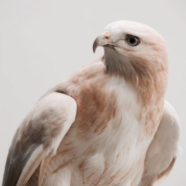 Grolar Beren (@grolar) - Profile Photo